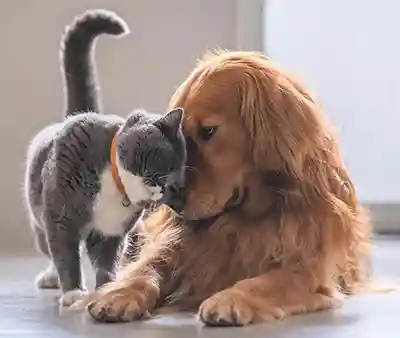 Dog and cat cuddling Dog and cat cuddling